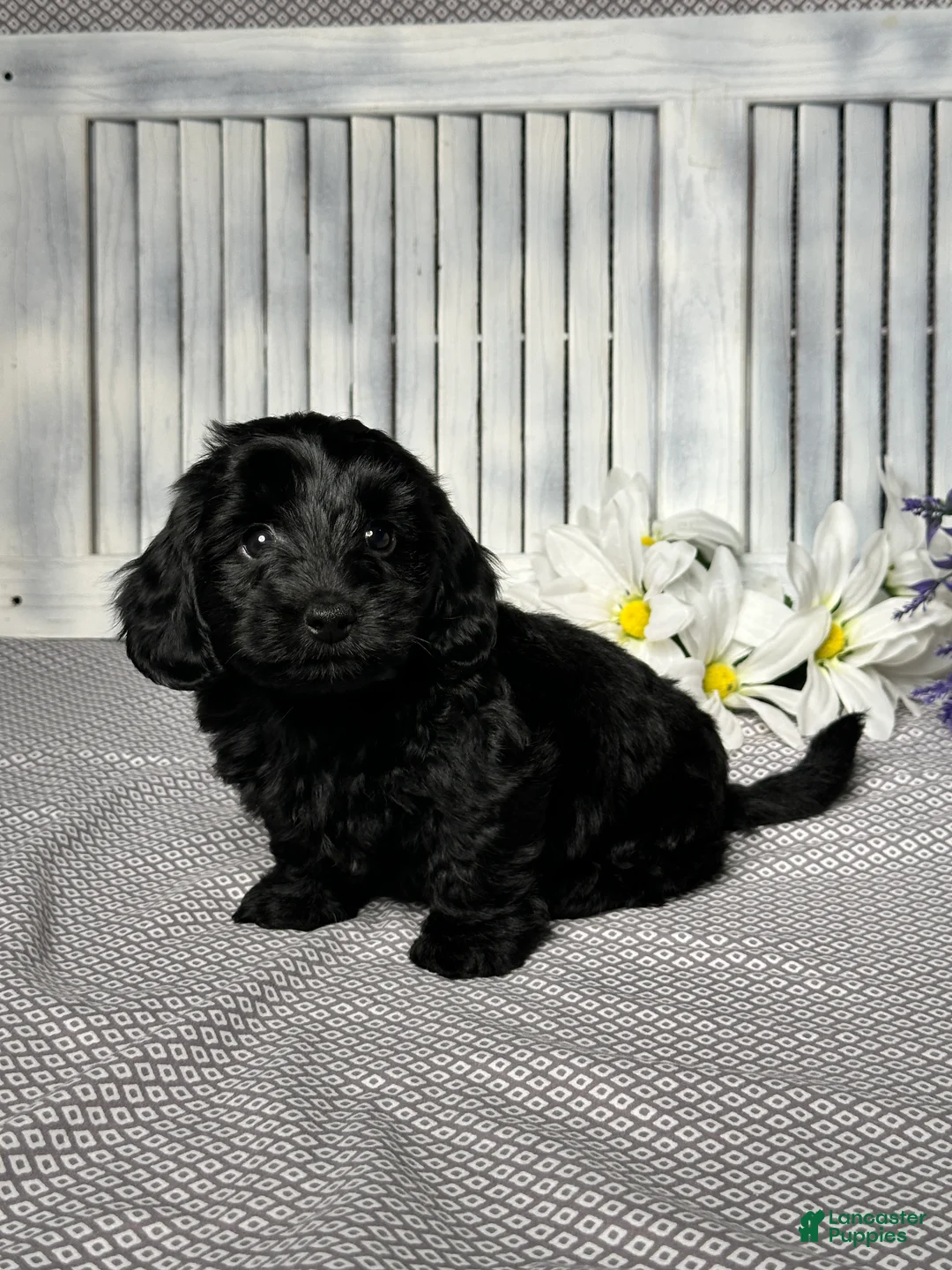 Mixed Breed dogs for sale: Jake - Ad 3