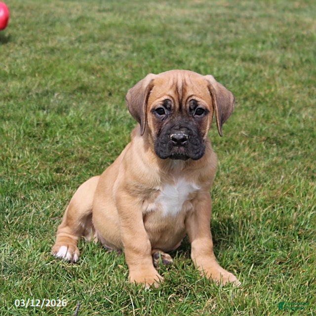Cane Corso dogs Grant - Ad 2