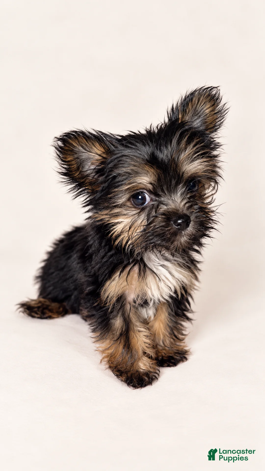 Yorkshire Terrier dogs for sale: Siobhan - Ad 2