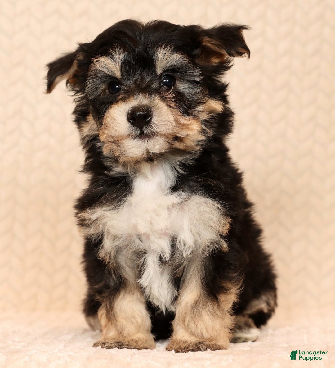 Yochon dogs for sale: Teddy - Ad 3