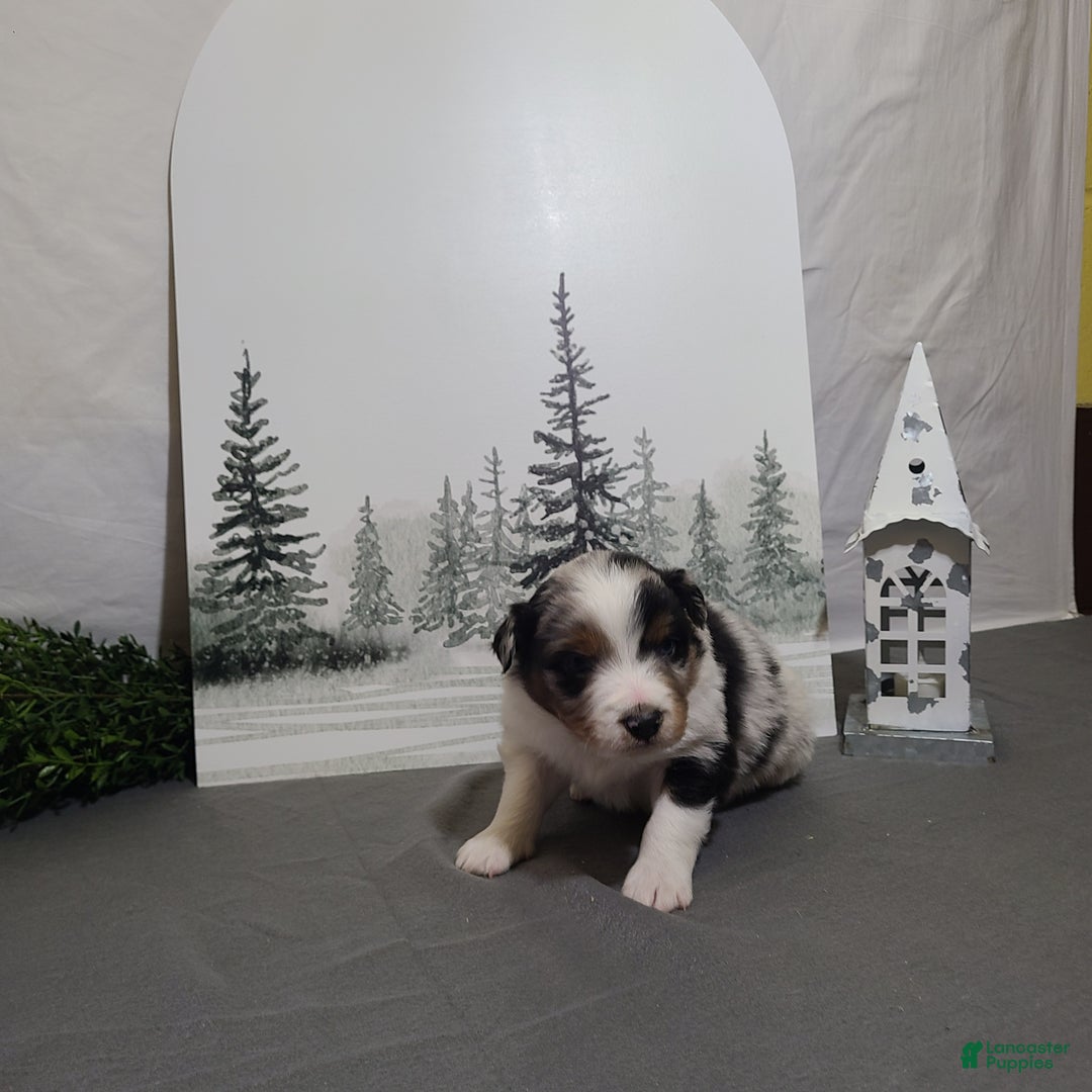 Miniature Australian Shepherd dogs for sale: Alex - Ad 2