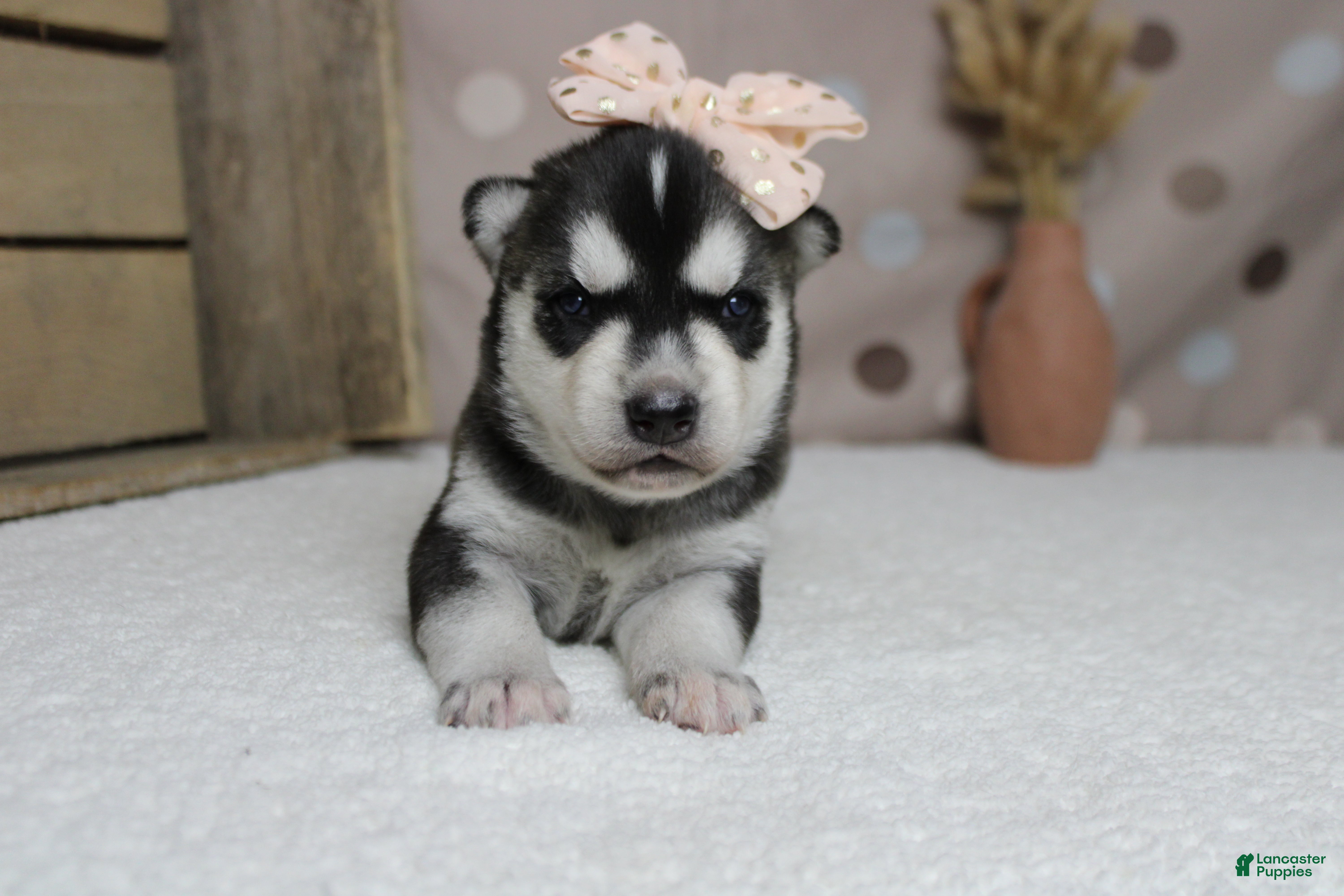 Siberian Husky dogs Freya  - Ad 4