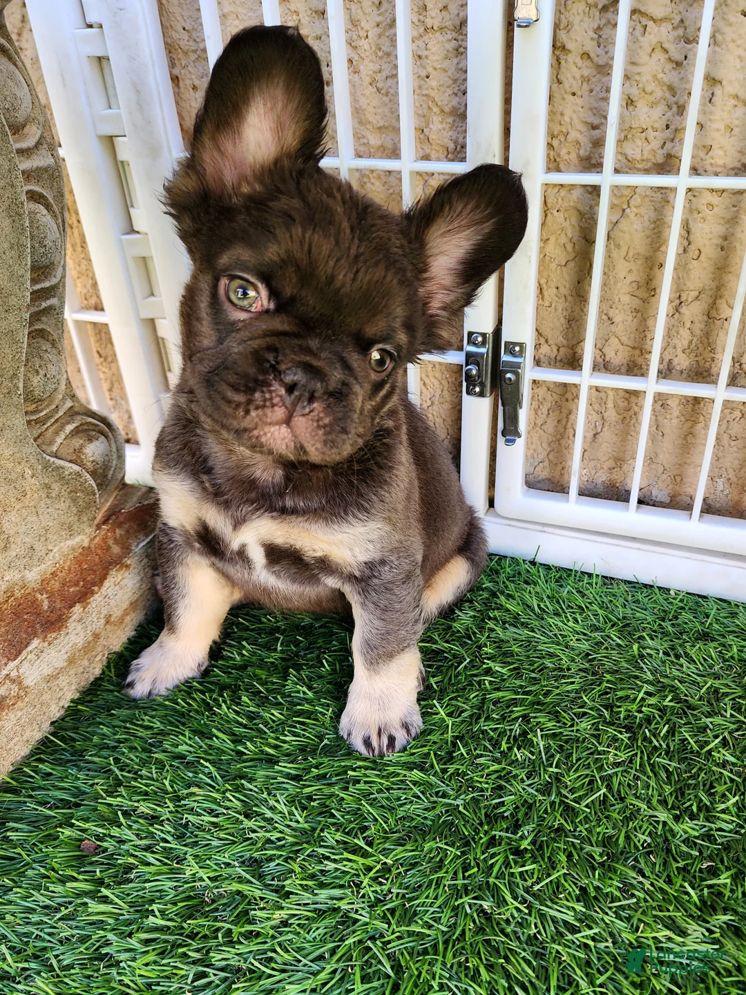 French Bulldog dogs for sale: Baby Grizzly  - Ad 2