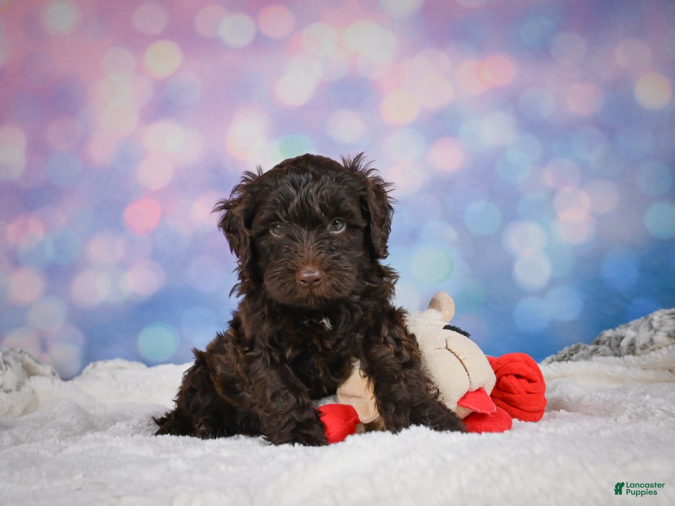 Mini Goldendoodle dogs Jake - Ad 1