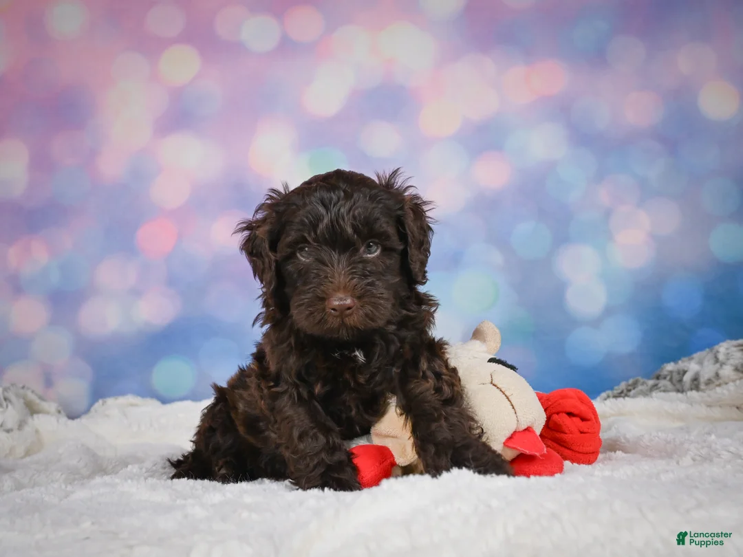 Mini Goldendoodle dogs for sale: Jake - Ad 1