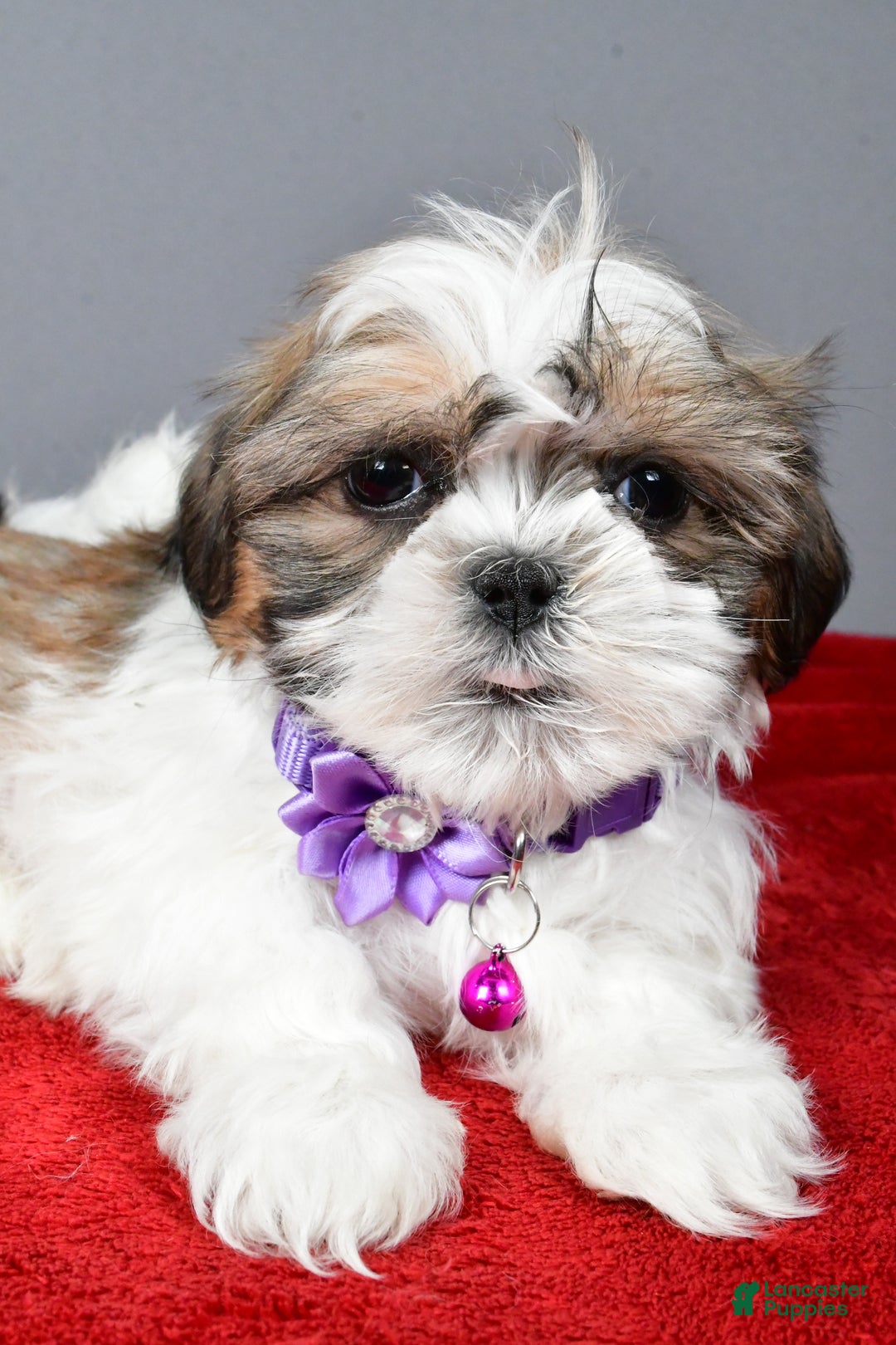 Shih Tzu dogs for sale: Cris - Ad 2