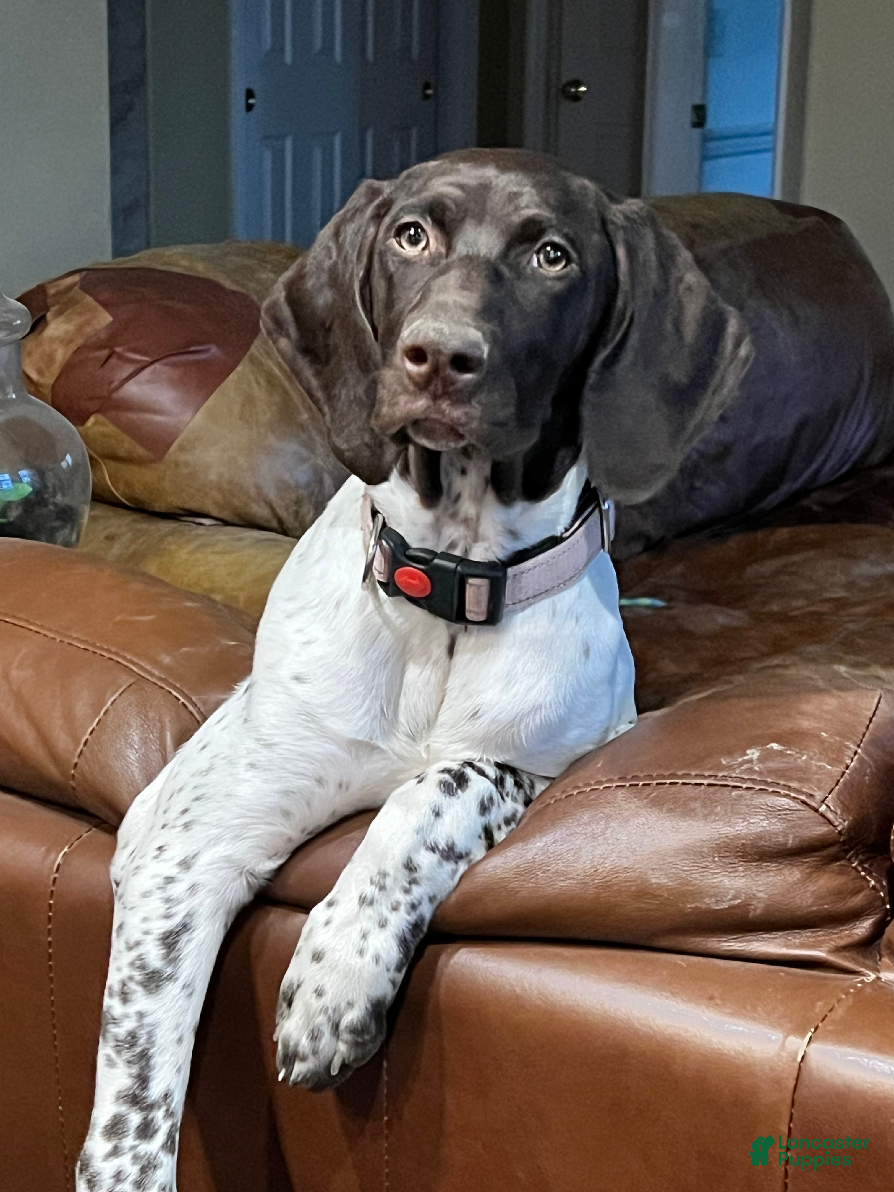 German Shorthaired Pointer dogs German Shorthaired Pointer Puppy 1 - Ad 2
