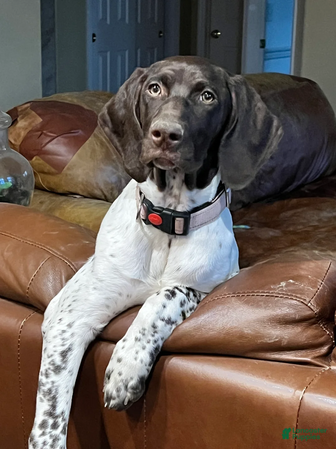 German Shorthaired Pointer dogs for sale: German Shorthaired Pointer Puppy 1 - Ad 2