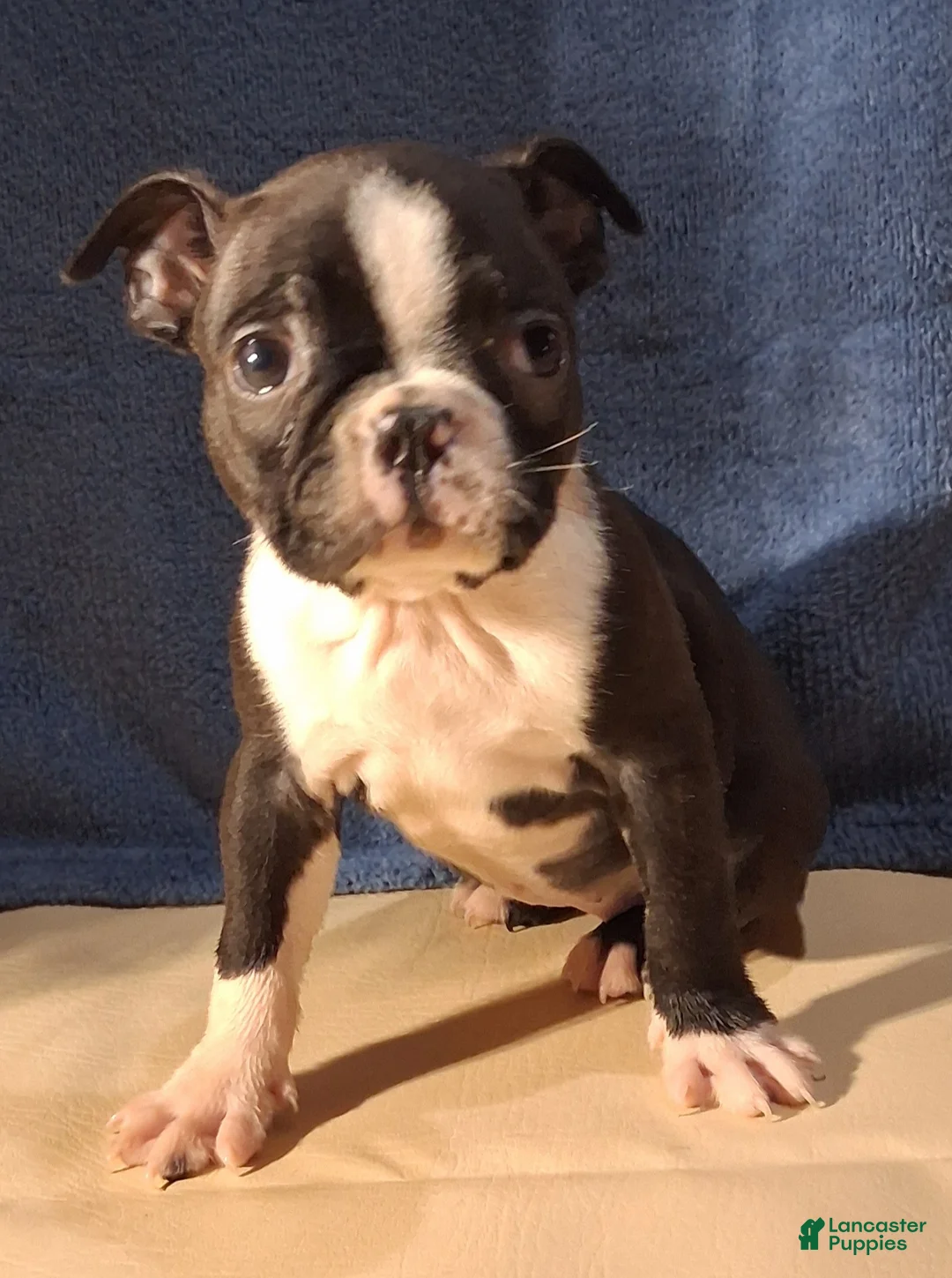 Boston Terrier dogs for sale: Esme - Ad 7