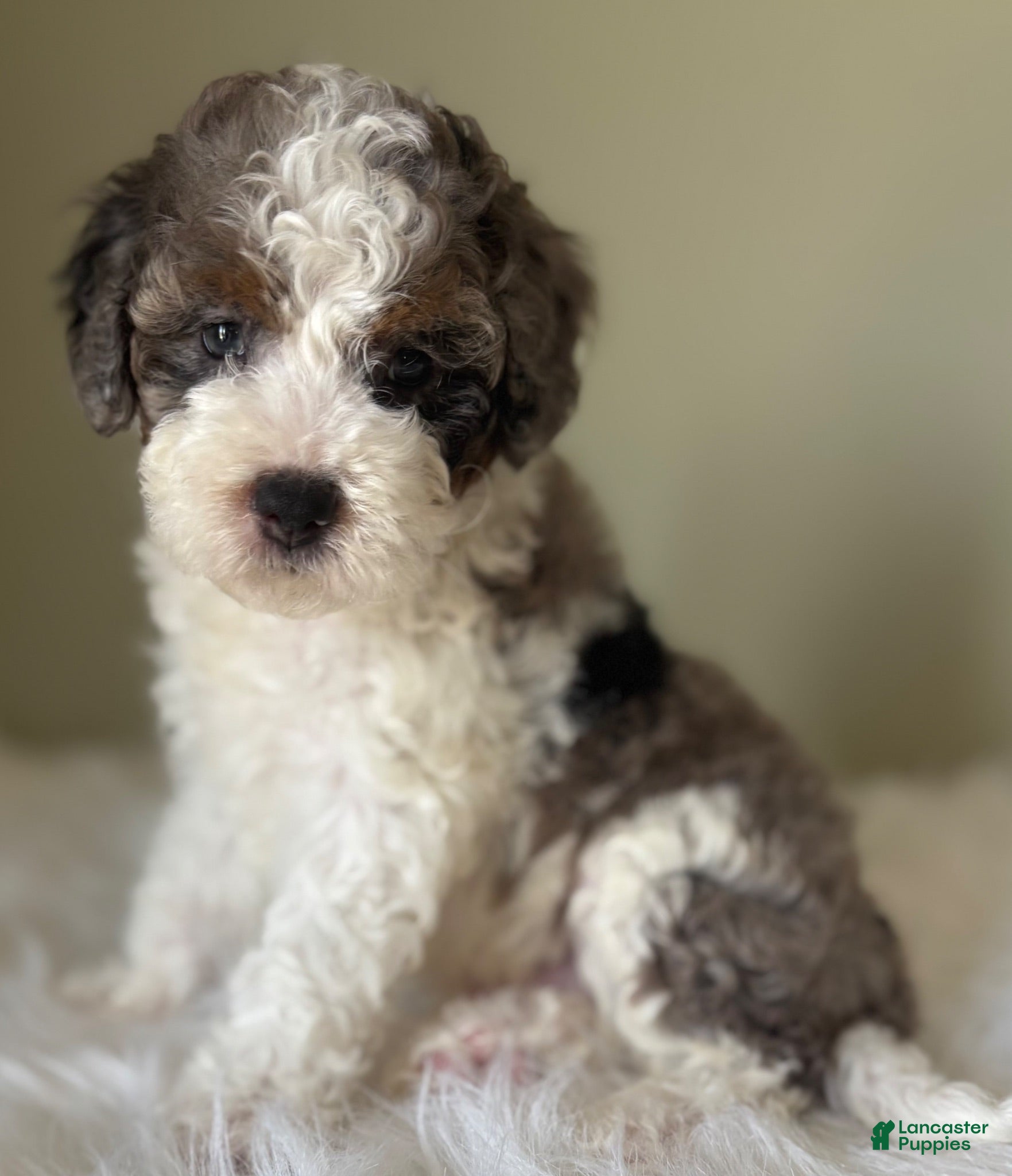 Mini Bernedoodle dogs Smoke - Ad 2