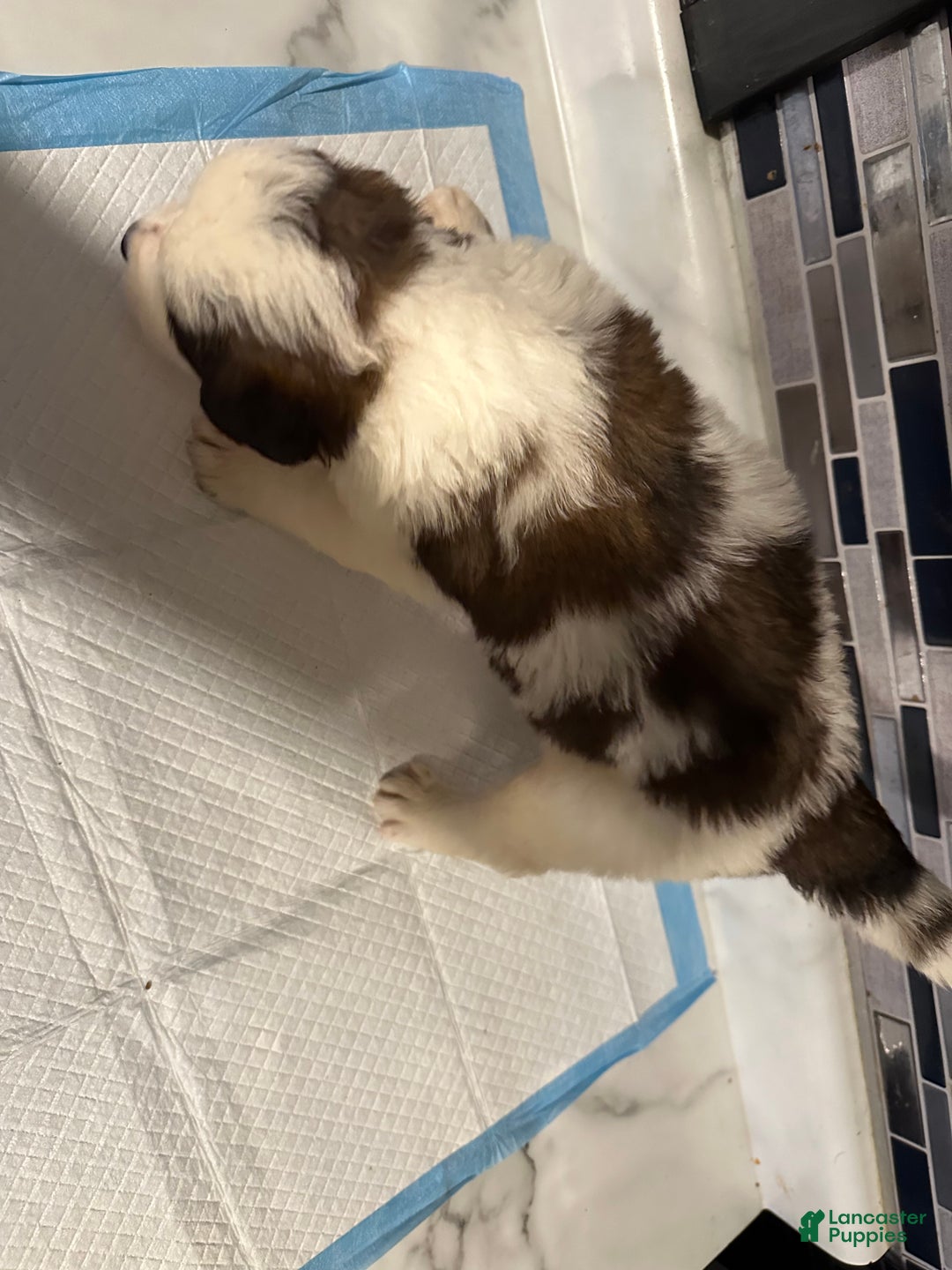 Saint Bernard dogs for sale: Puppy 3 - Ad 3