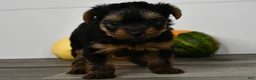 Yorkshire Terrier dogs for sale: Asia - Ad 5