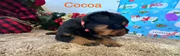 Rottweiler dogs for sale: Cocoa - Ad 5