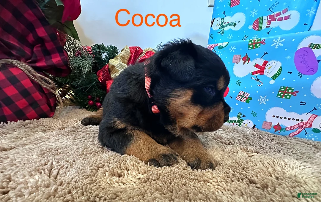 Rottweiler dogs for sale: Cocoa - Ad 5