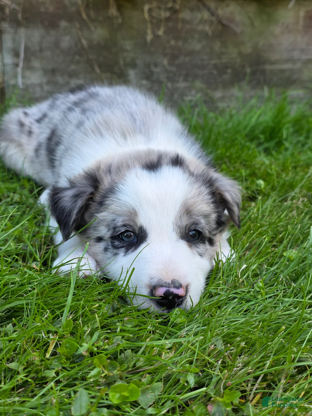 Border Collie dogs for sale: Huck - Ad 1