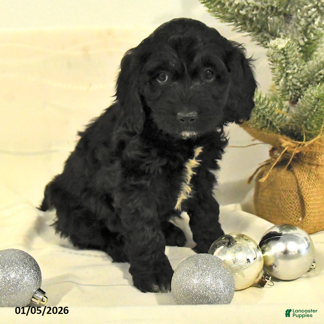 Cockapoo dogs for sale: Buddy - Ad 4