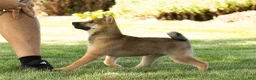 Shiba Inu dogs for sale: Brent  - Ad 6