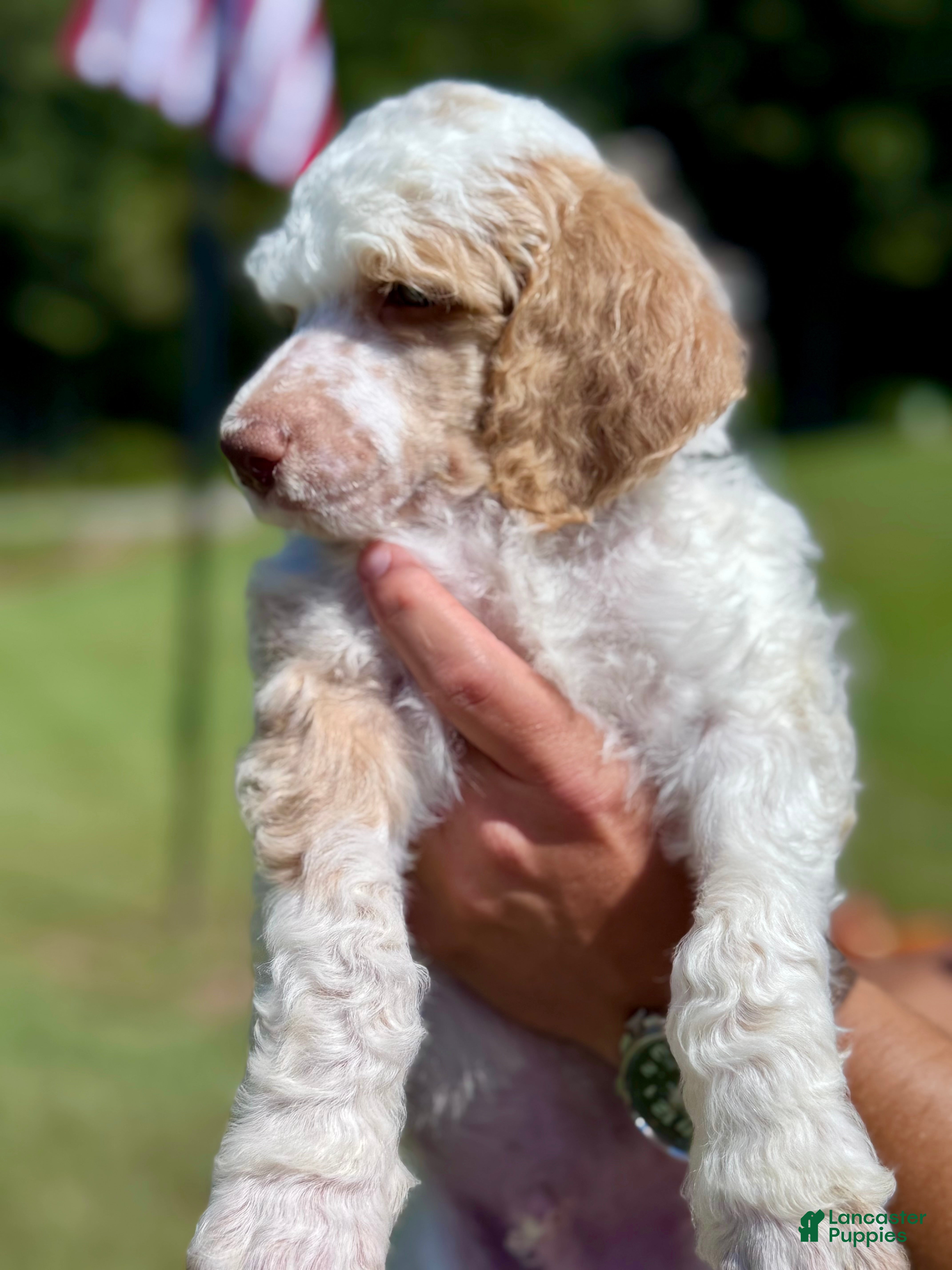 Standard Poodle dogs Green collar - Ad 2