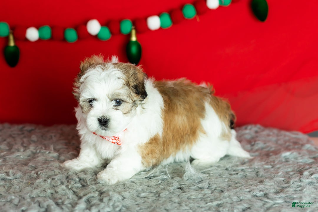 Teddy Bear dogs for sale: milo - Ad 3