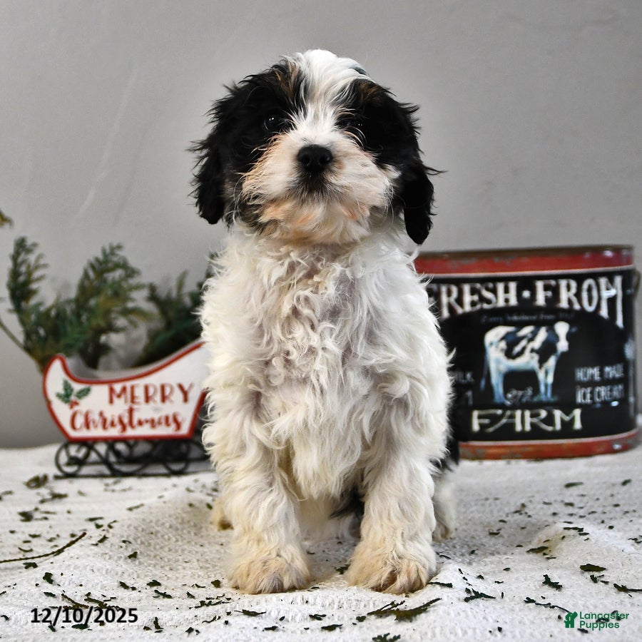 Cavapoo dogs Alice - Ad 8