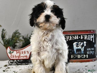 Cavapoo dogs Alice - Ad 7