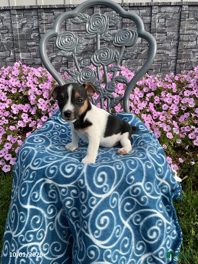 Jack Russell Terrier dogs Kyla - Ad 1