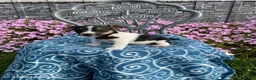 Jack Russell Terrier dogs for sale: Kyla - Ad 1