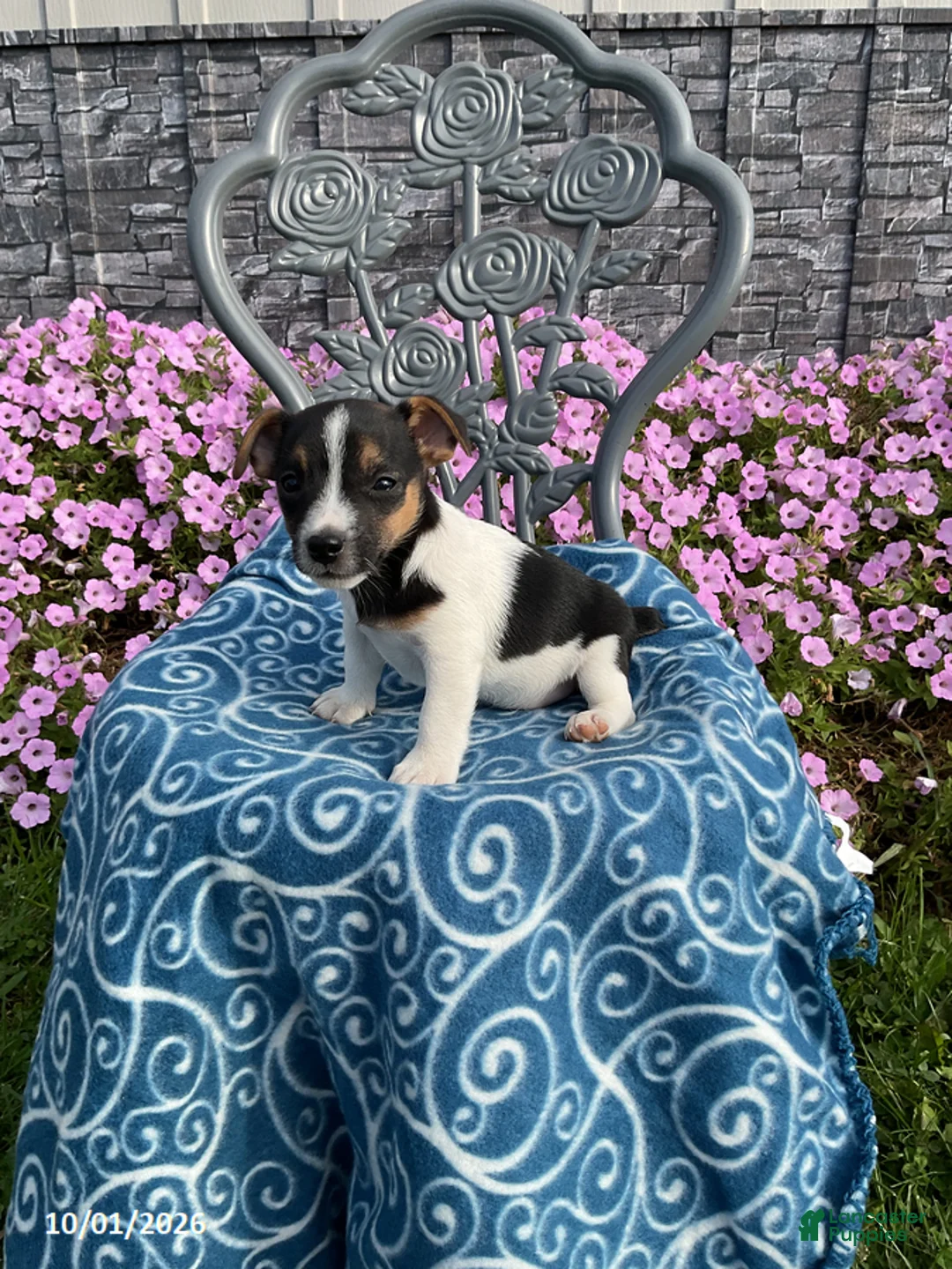 Jack Russell Terrier dogs for sale: Kyla - Ad 1