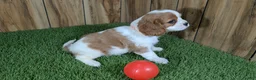 Cavalier King Charles Spaniel dogs for sale: Carmella's Girl 1 - Ad 3