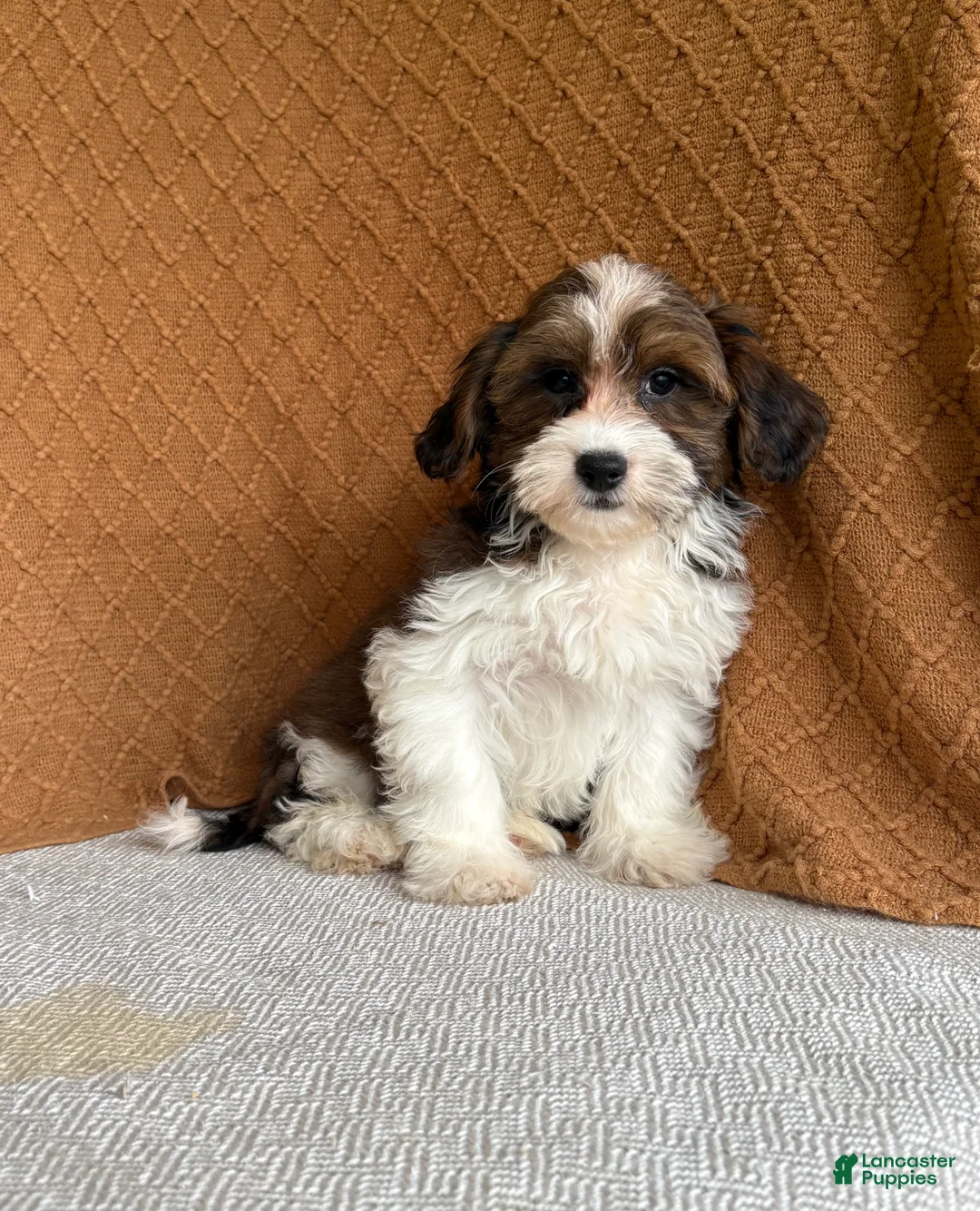 Havanese dogs for sale: Adam  - Ad 1