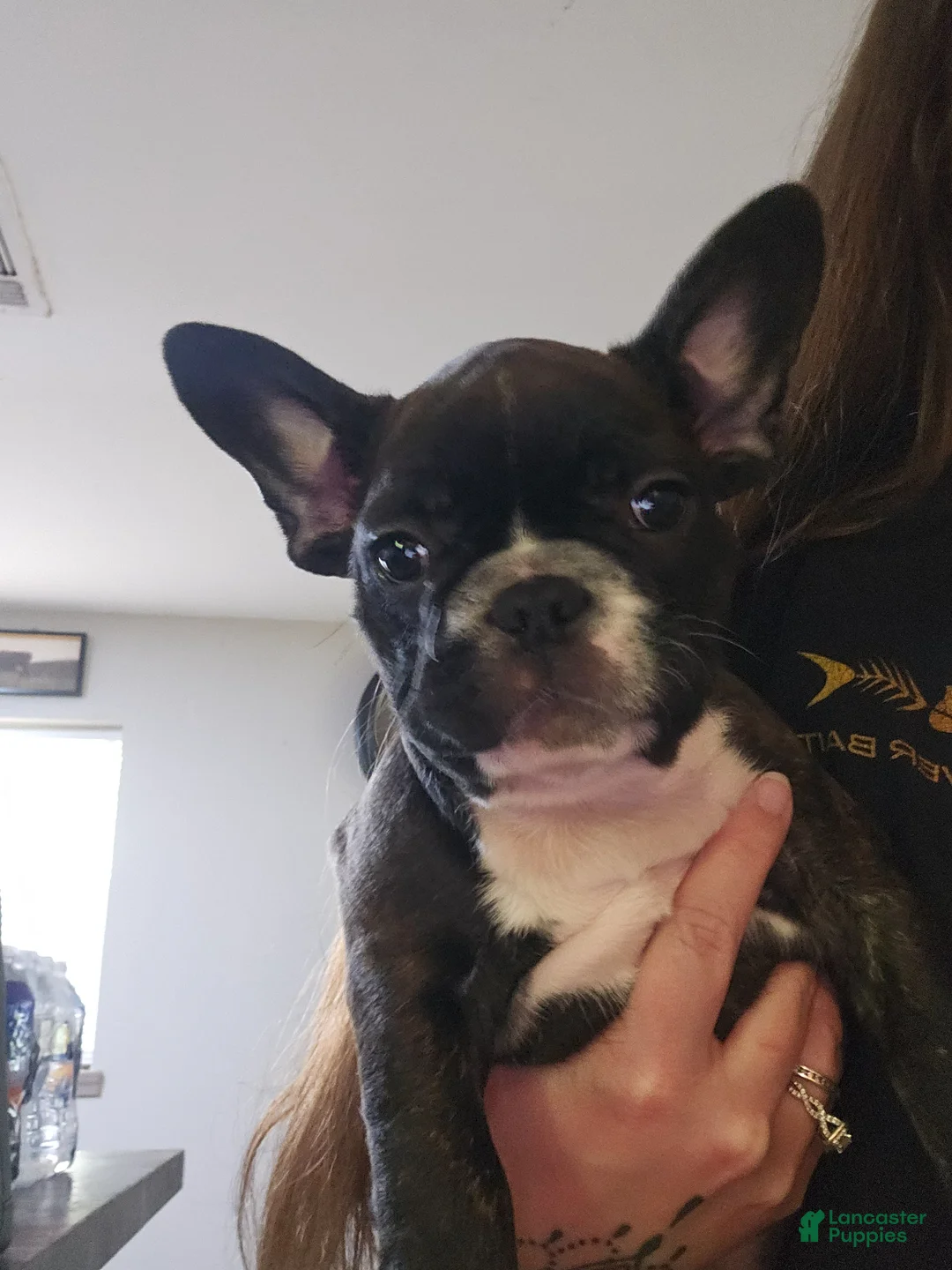 French Bulldog dogs for sale: French Bulldog Puppy 2 - Ad 1