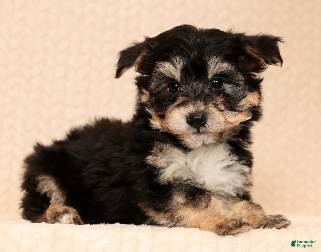 Yochon dogs for sale: Teddy - Ad 4