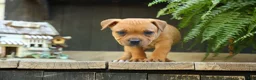 Staffordshire Bull Terrier dogs for sale: Mia Belle 🌸 - Ad 17