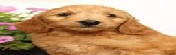 Mini Goldendoodle dogs for sale: Bella - Ad 9