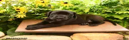 Great Dane dogs for sale: Lacie - Ad 4