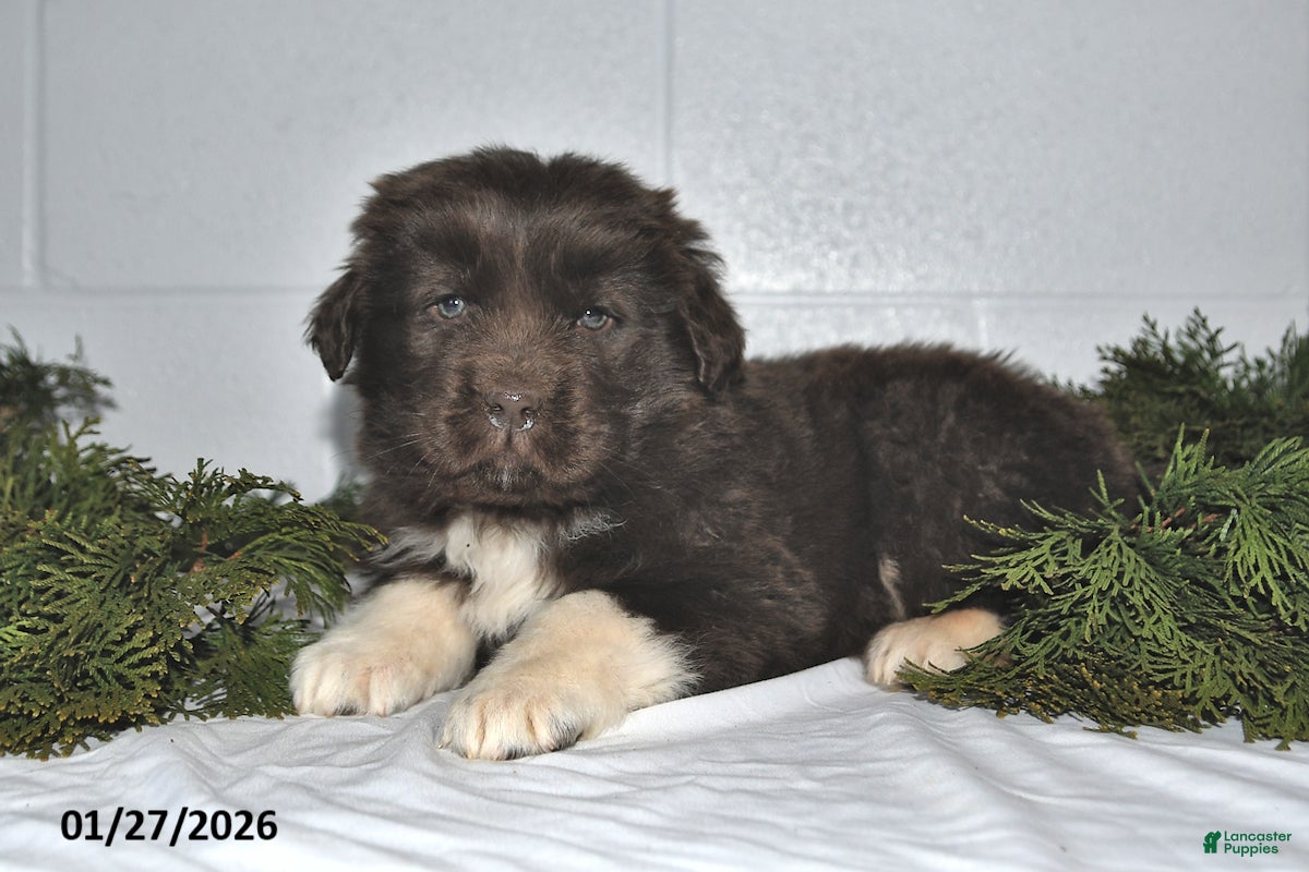 Newfoundland dogs Makenzie - Ad 2