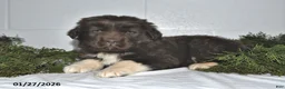 Newfoundland dogs for sale: Makenzie - Ad 2