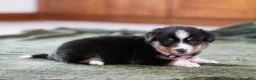Mixed Breed dogs for sale: Star - Ad 7