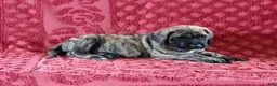 English Mastiff dogs for sale: Tammy - Ad 3