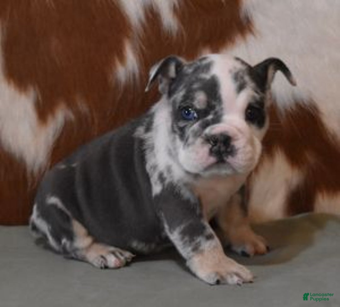 English Bulldog dogs for sale: TINA - Ad 2