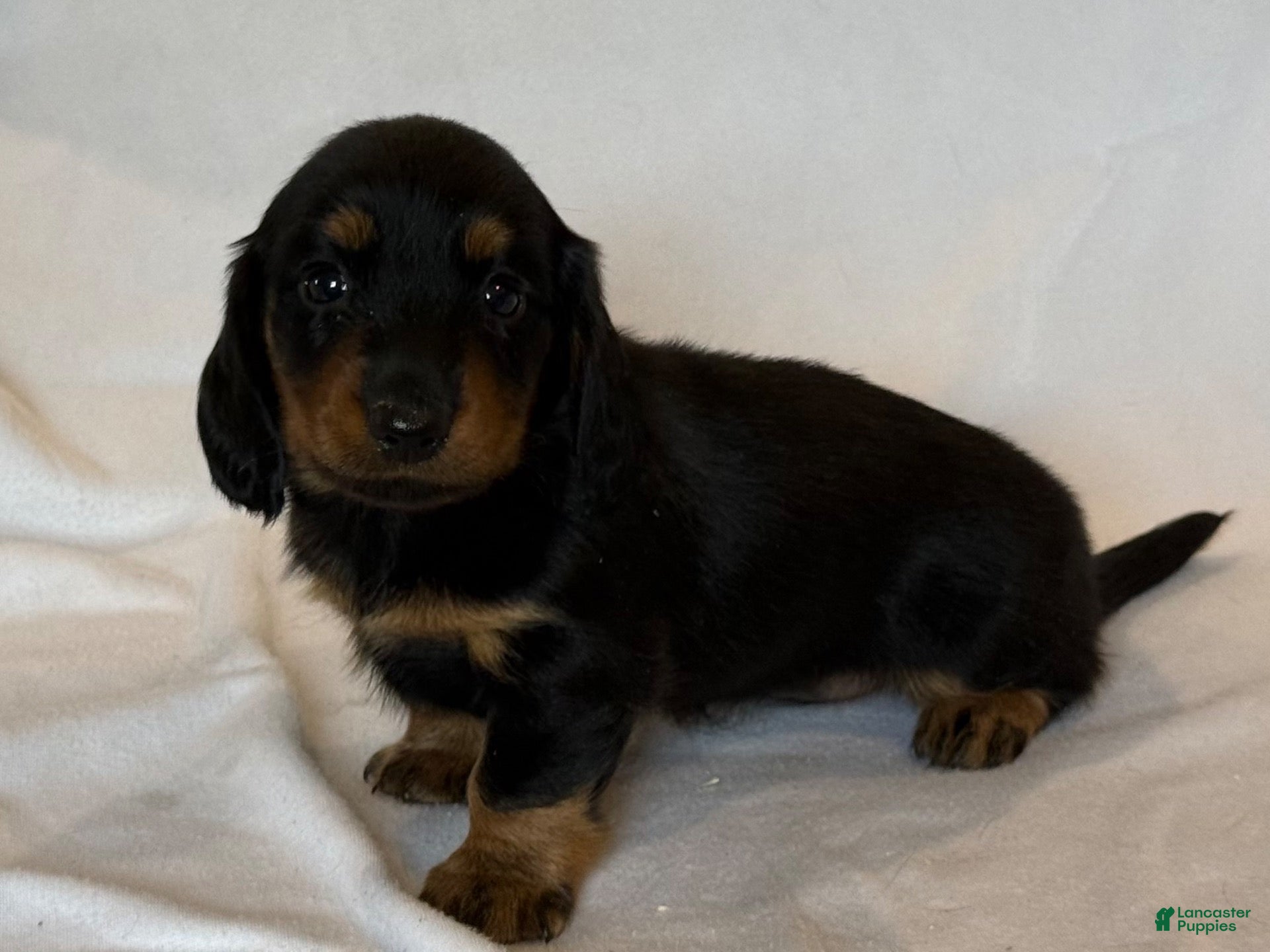 Miniature Dachshund dogs Jewel - Ad 2