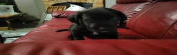 American Pit Bull Terrier dogs for sale: American Pit Bull Terrier 6 - Ad 3