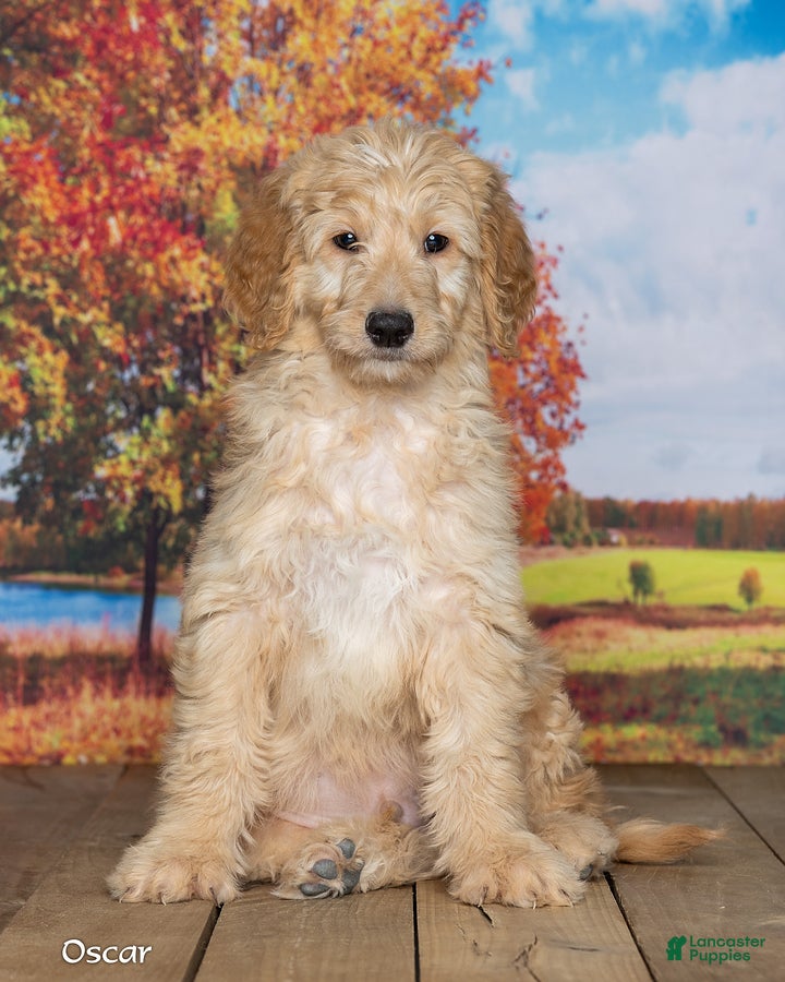 Goldendoodle dogs for sale: Oscar - Ad 2