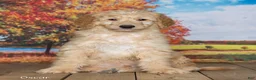 Goldendoodle dogs for sale: Oscar - Ad 2