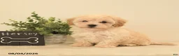 Teddy Bear dogs for sale: Hershey - Ad 2