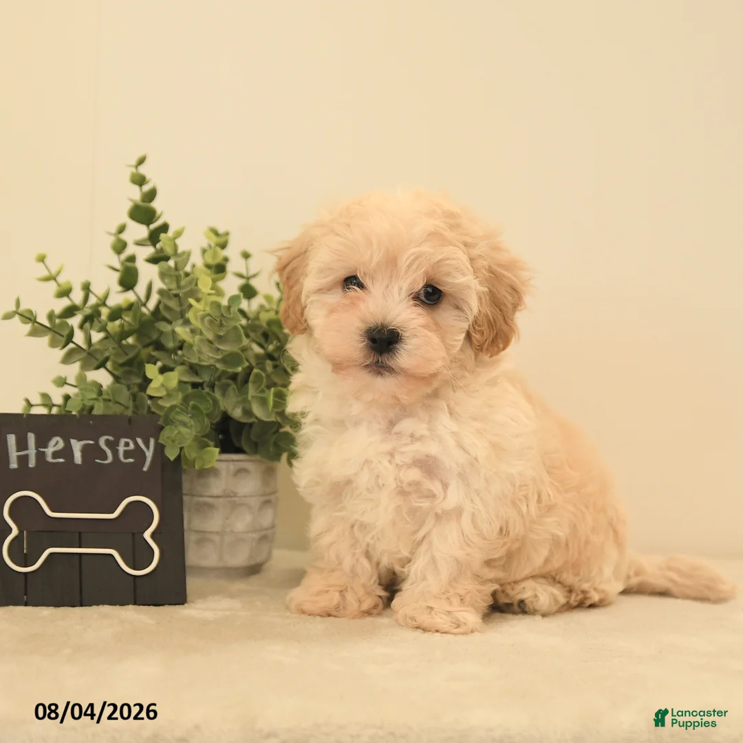Teddy Bear dogs for sale: Hershey - Ad 2