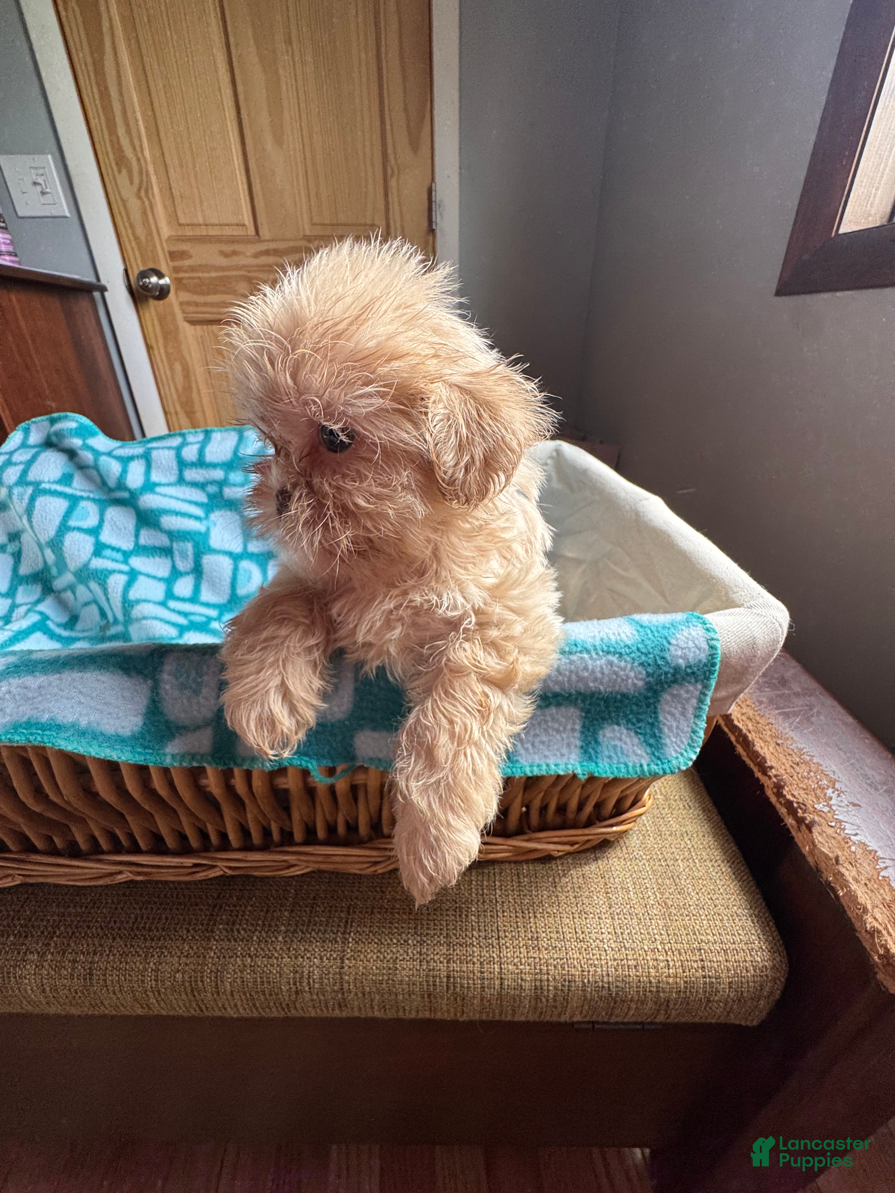 Shih Tzu dogs Bella  - Ad 2