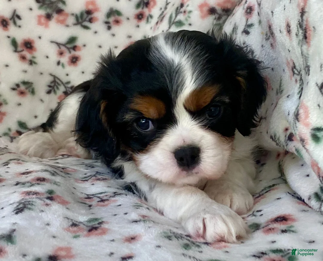 Cavalier King Charles Spaniel dogs for sale: Miracle - Ad 2