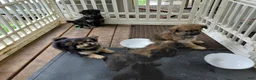 Mixed Breed dogs for sale: Dolley Madison - Ad 3