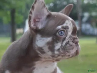 French Bulldog dogs 2 face - Ad 1